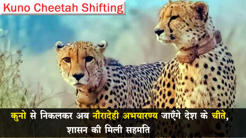 Kuno Cheetah Shifting